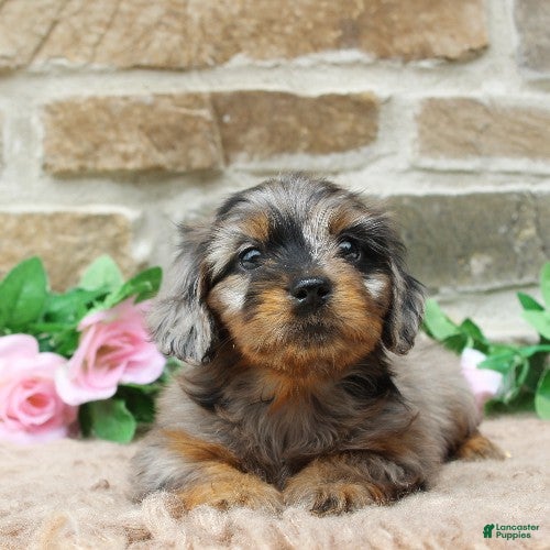 Miniature Dachshund dogs Poppy - Ad 1