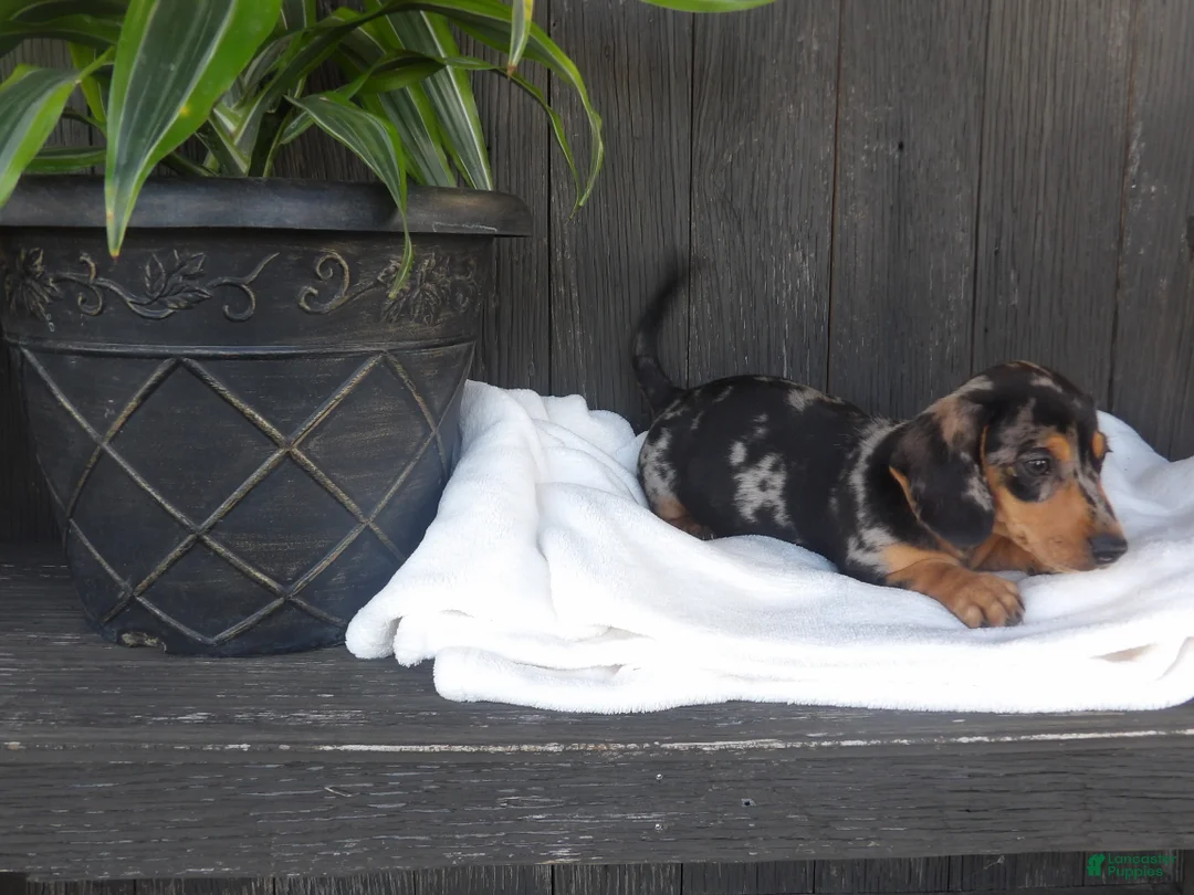 Miniature Dachshund dogs for sale: Zeke - Ad 2