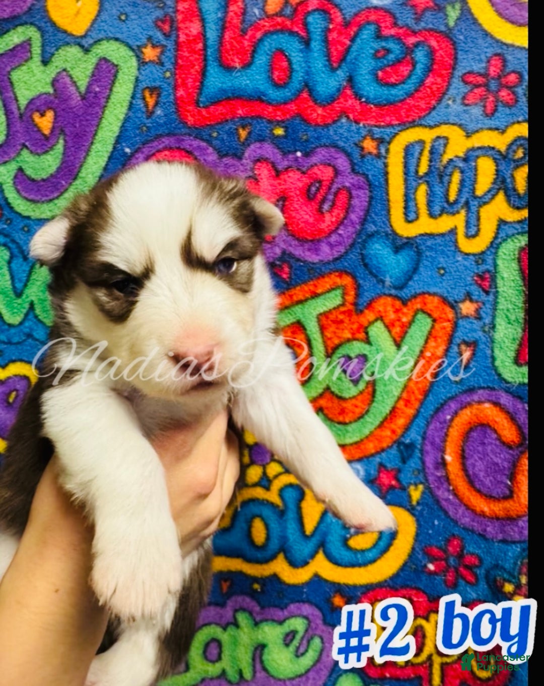 Pomsky dogs for sale: Pomsky Puppy 2 - Ad 1