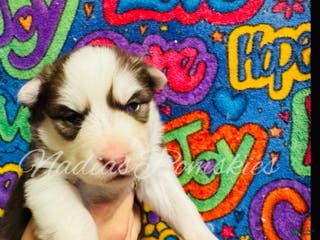 Pomsky dogs Pomsky Puppy 2 - Ad 28