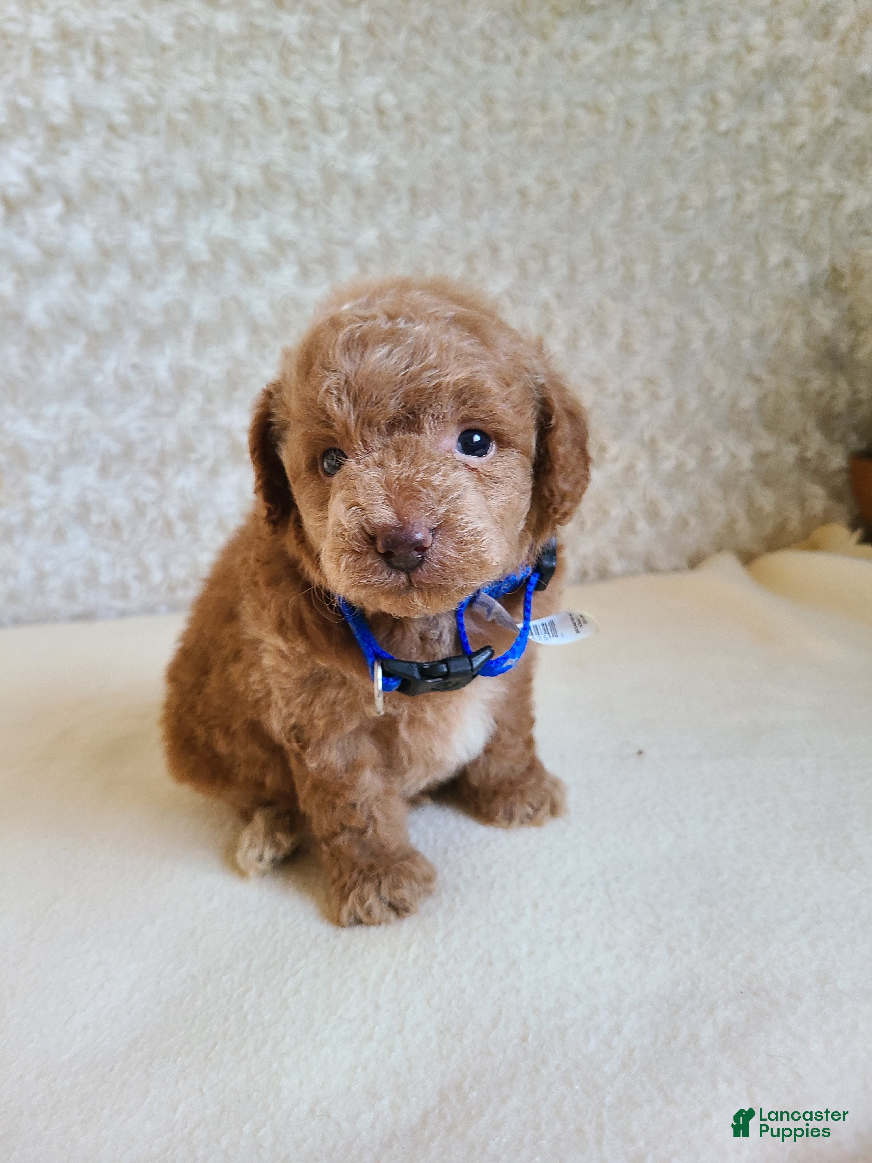Mini Goldendoodle dogs Isaac - Ad 2