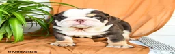 English Bulldog dogs for sale: Ryan - Ad 2