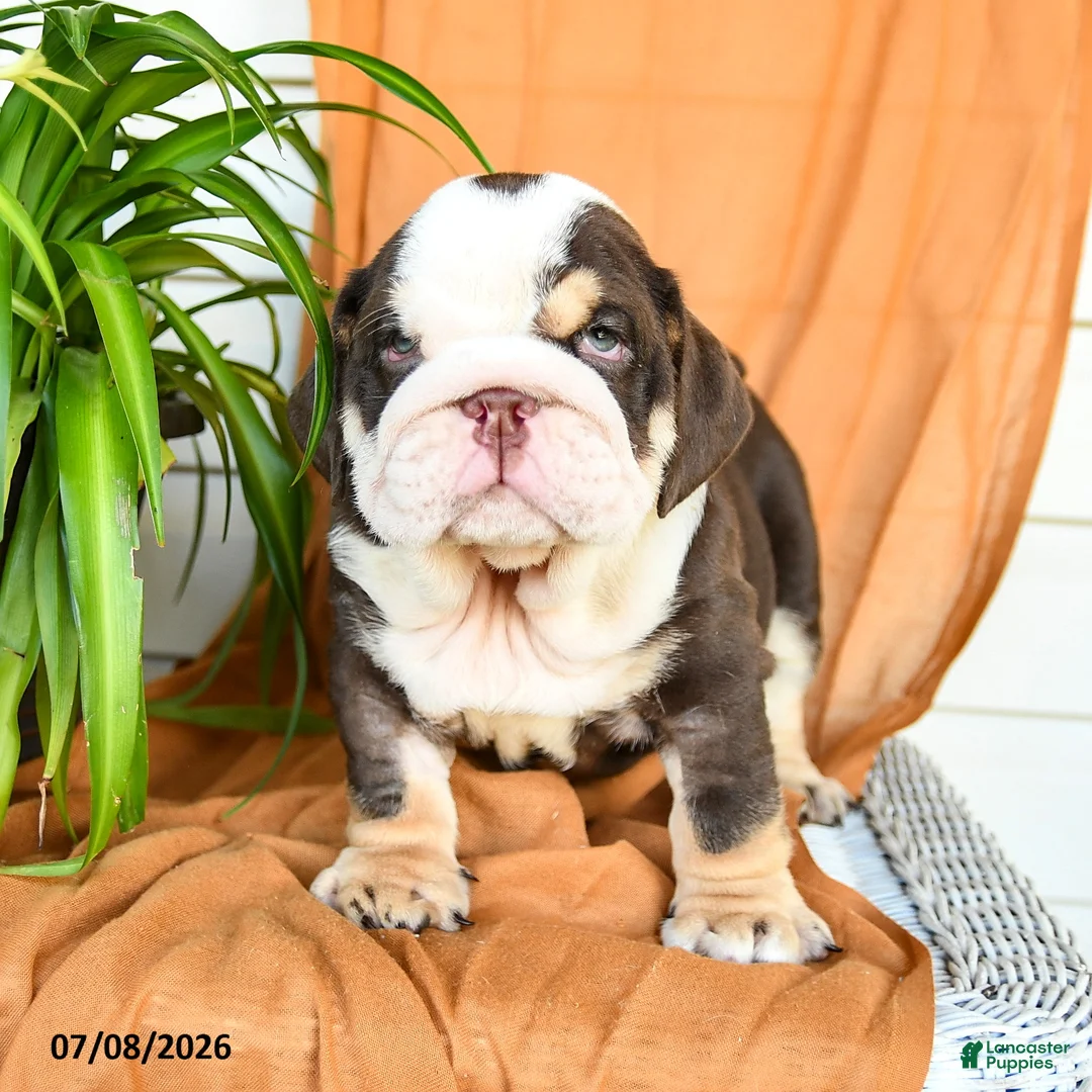 English Bulldog dogs for sale: Ryan - Ad 2