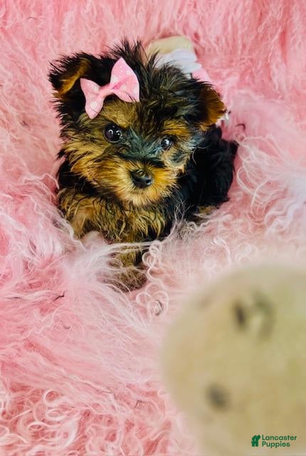 Yorkshire Terrier dogs Yorkshire Terrier 1 - Ad 27