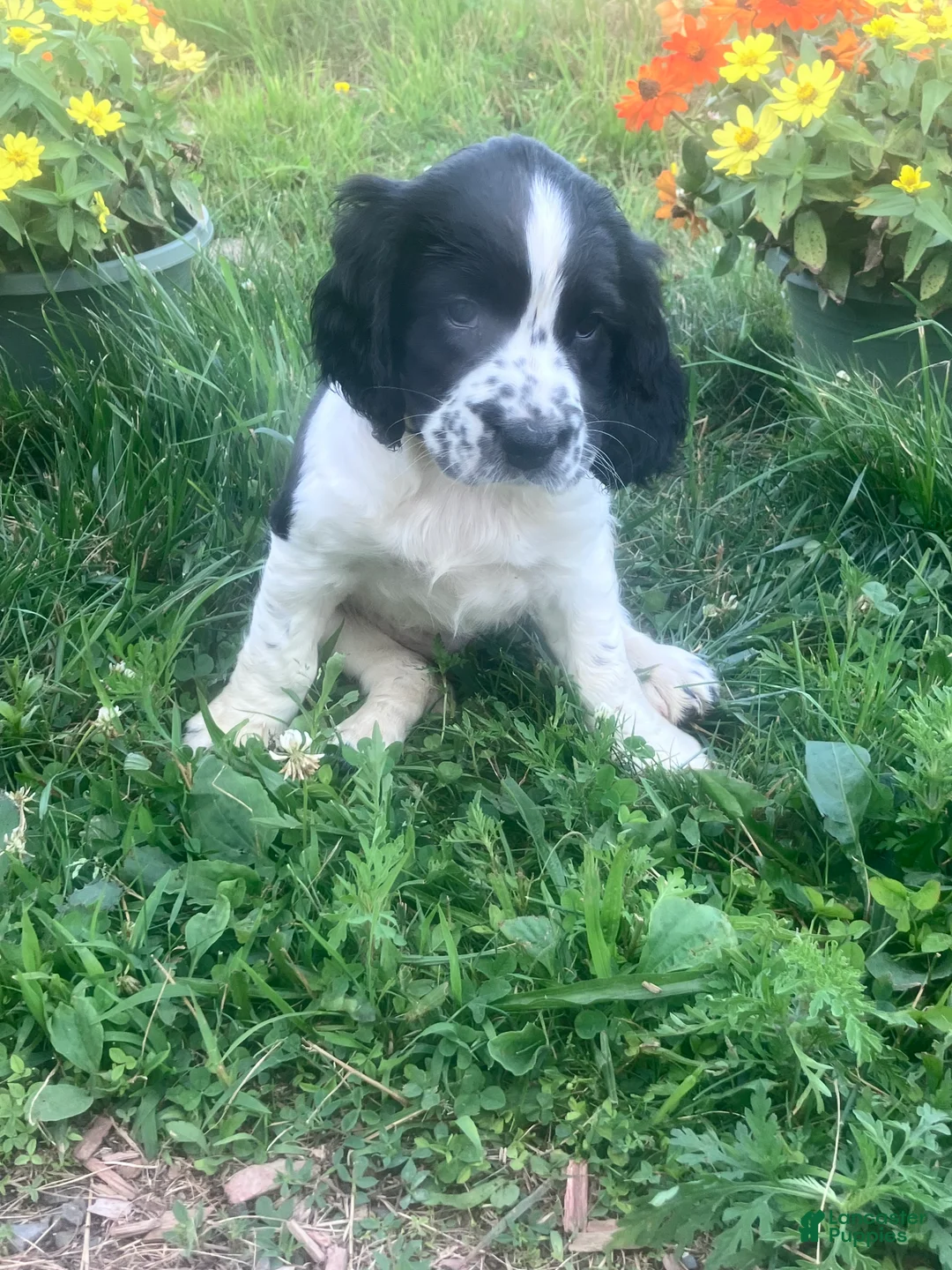 English Springer Spaniel dogs for sale: Sweetie - Ad 2