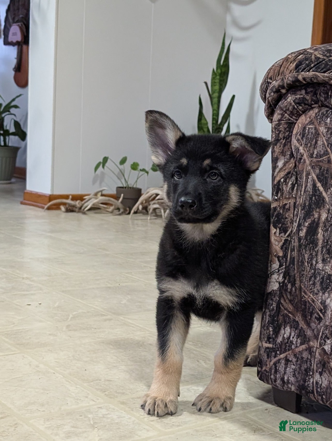 German Shepherd dogs Issie - Ad 1