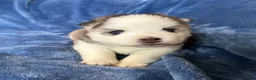Pomsky dogs for sale: Tybalt - Ad 4