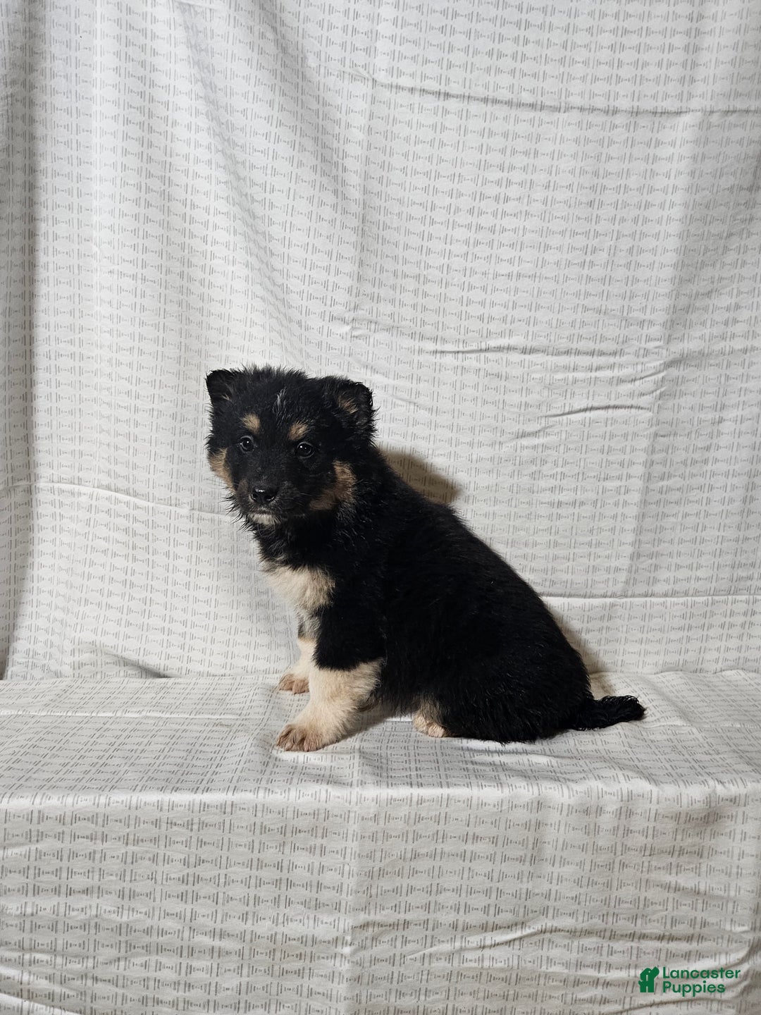 Mixed Breed dogs for sale: Charlie  - Ad 4