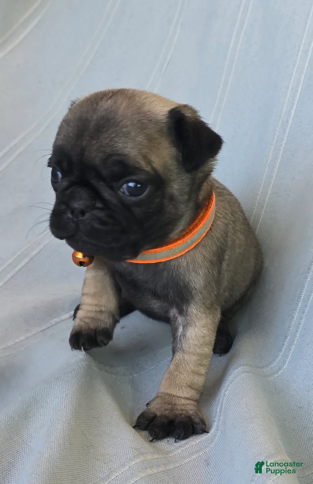 Pug dogs for sale: Nakita - Ad 3