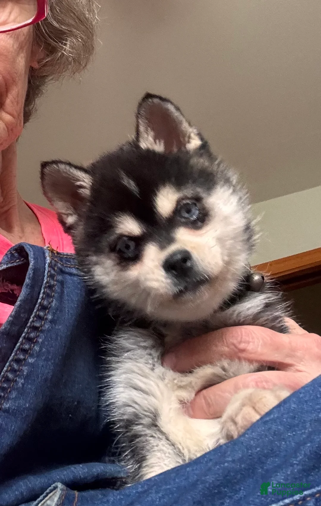 Alaskan Klee Kai dogs for sale:  Puppy 3 - Ad 1