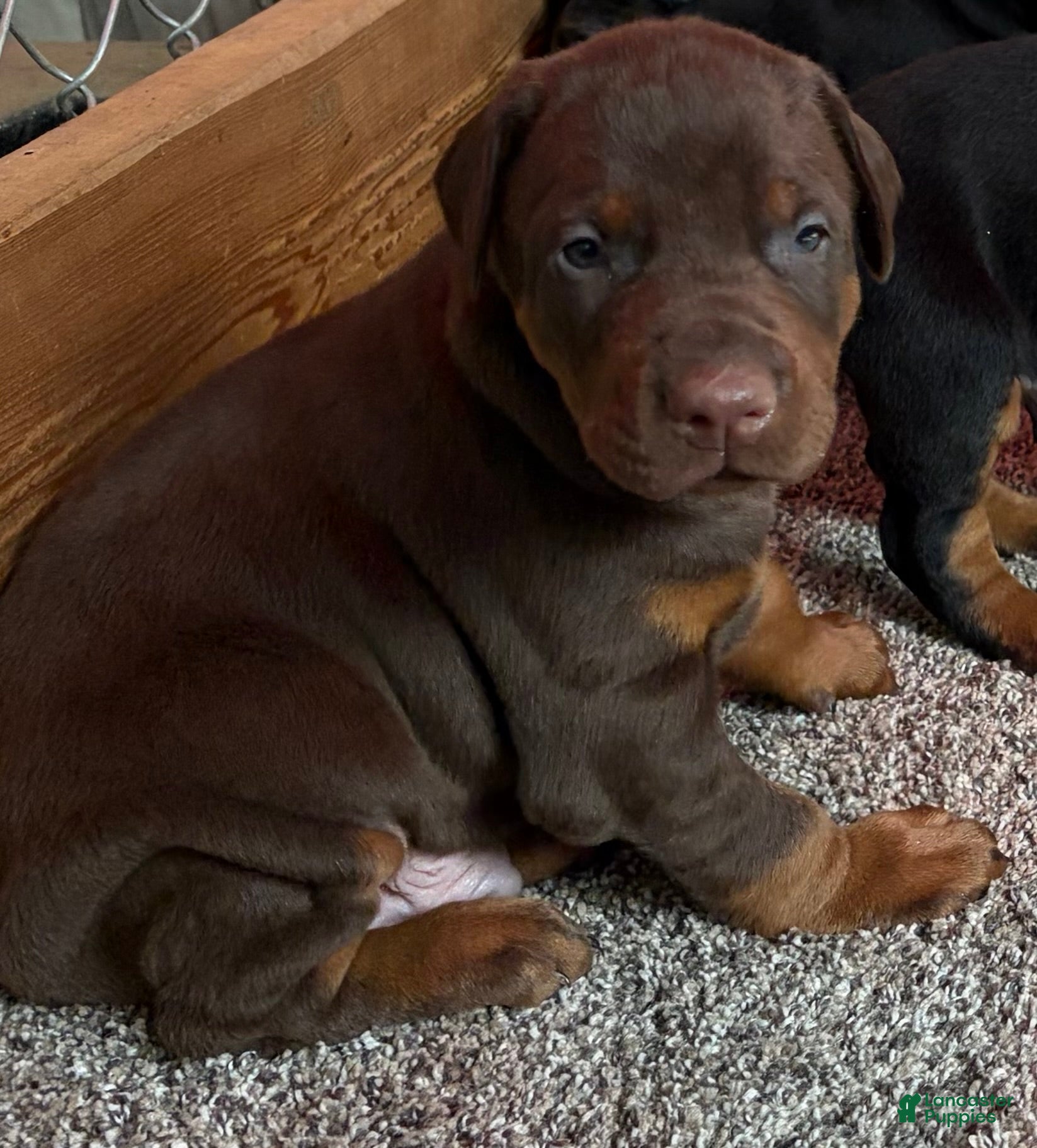 Doberman Pinscher dogs Doberman Pinscher Puppy 1 - Ad 25