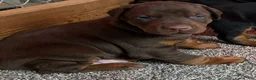 Doberman Pinscher dogs for sale: Doberman Pinscher Puppy 1 - Ad 4
