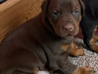 Doberman Pinscher dogs Doberman Pinscher Puppy 1 - Ad 24