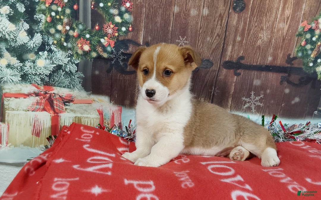 Welsh Corgi Pembroke dogs for sale: Welsh Corgi Pembroke Puppy 2 - Ad 6