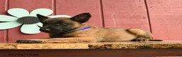 Belgian Malinois dogs for sale: Pringles - Ad 5
