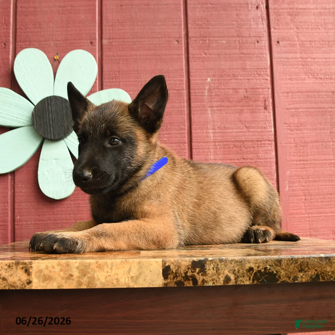 Belgian Malinois dogs for sale: Pringles - Ad 5