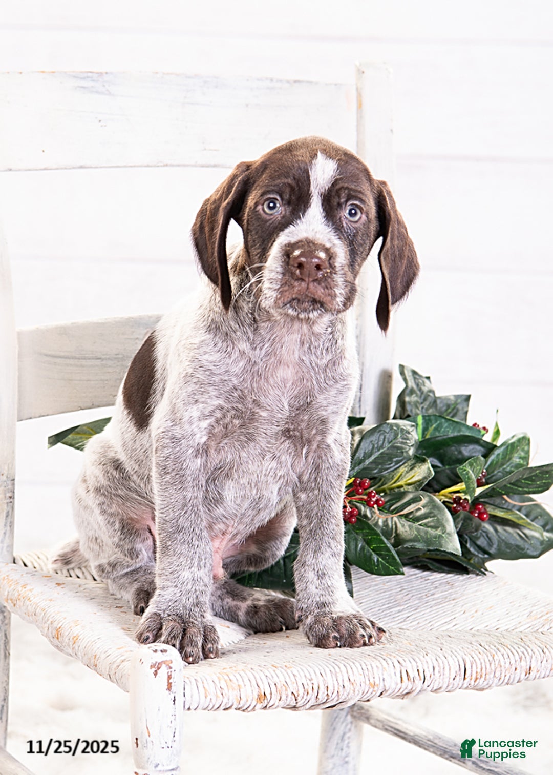 Mixed Breed dogs for sale: River - Ad 3