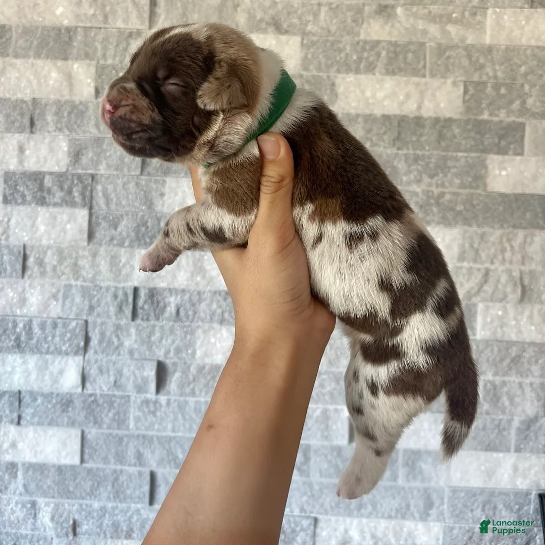 Cane Corso dogs for sale: Sentinel & Soul Rémy Martin: North American Mastiff-Chocolate Merle  - Ad 2