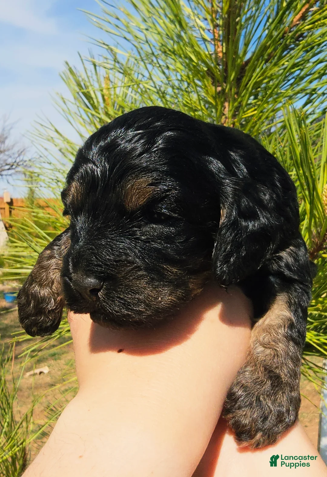 Cockapoo dogs for sale: Morgan - Ad 1