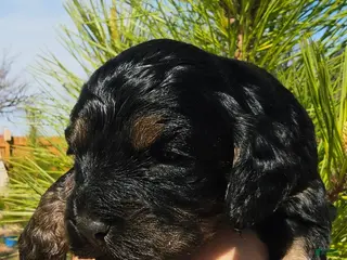 Cockapoo dogs Morgan - Ad 20