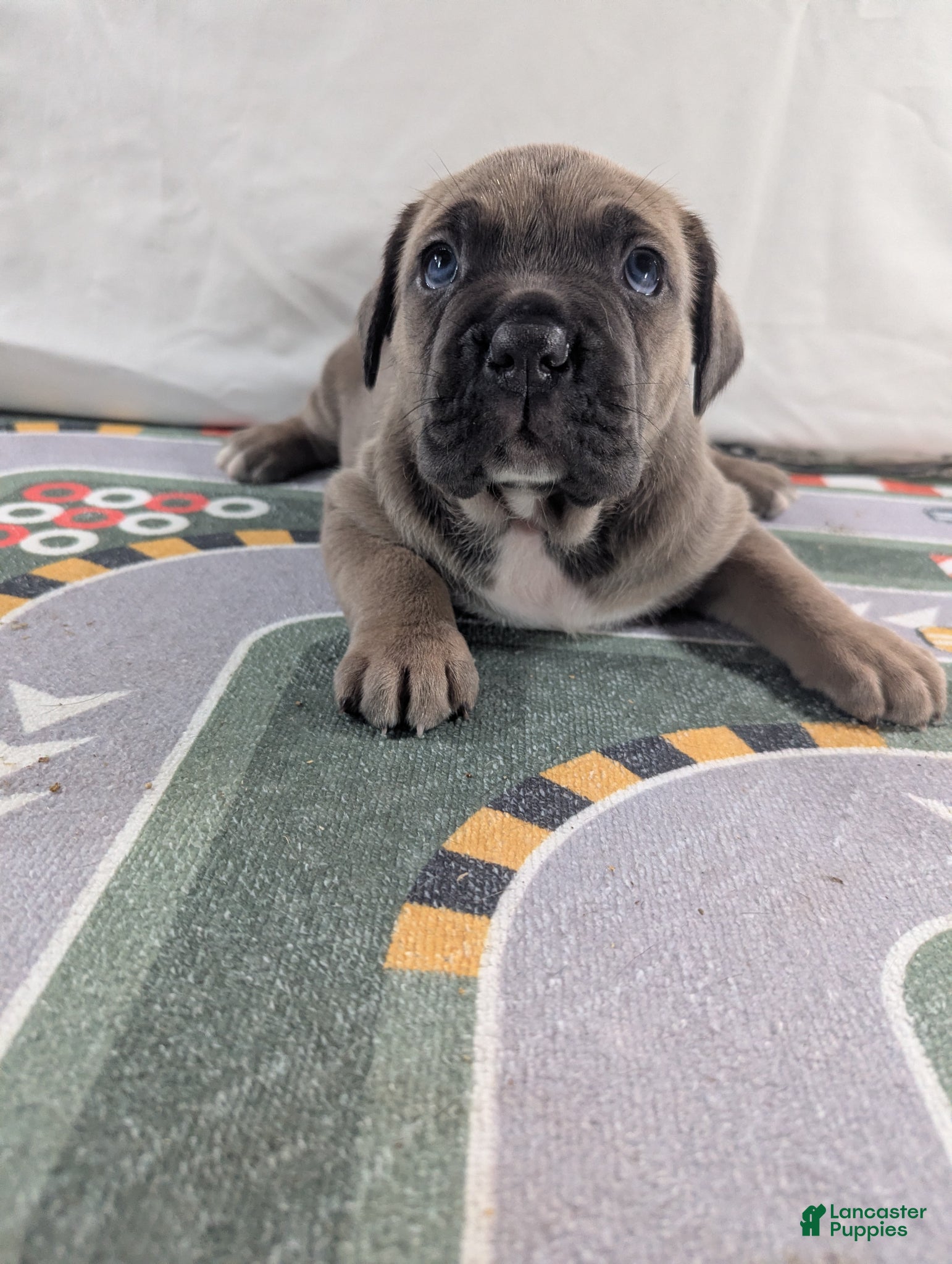 Cane Corso dogs for sale: Aries  - Ad 1