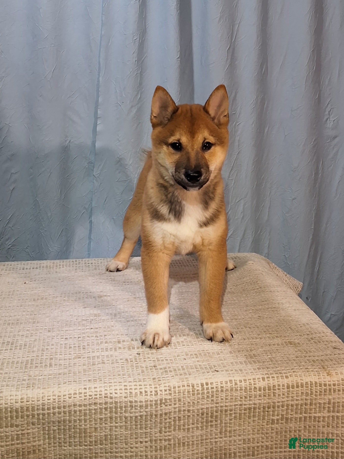 Shiba Inu dogs Tim  - Ad 2