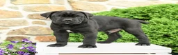 Cane Corso dogs for sale: Caesar - Ad 4