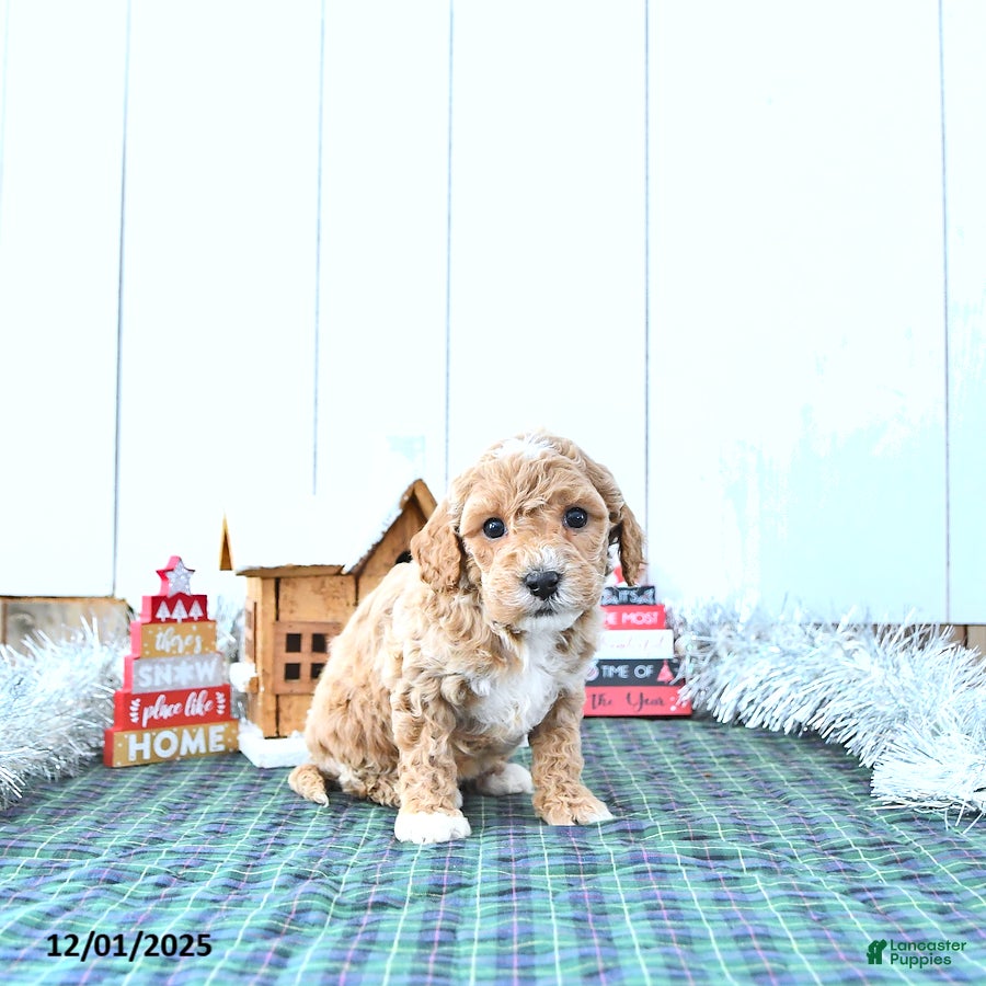 Mini Goldendoodle dogs Nellie - Ad 34