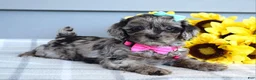 Cockapoo dogs for sale: Olivia - Ad 2