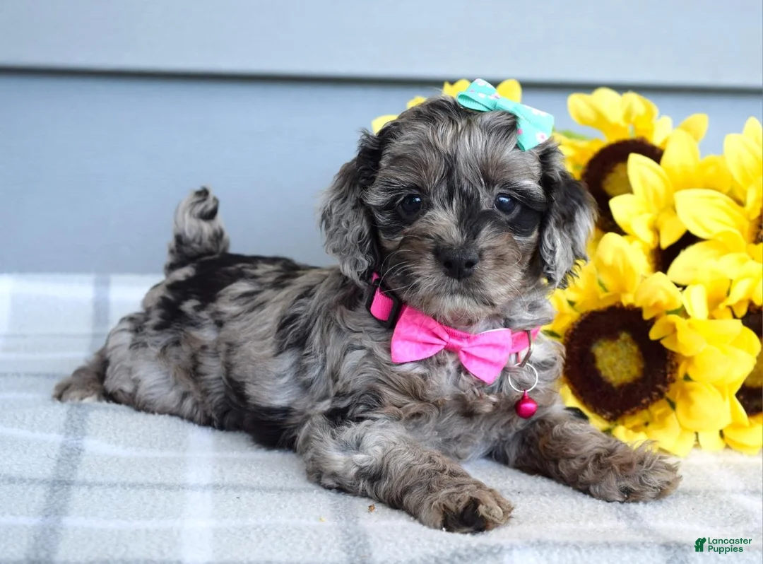 Cockapoo dogs for sale: Olivia - Ad 2