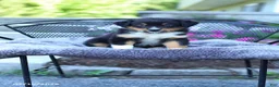 Australian Shepherd dogs for sale: Ranger - Ad 1