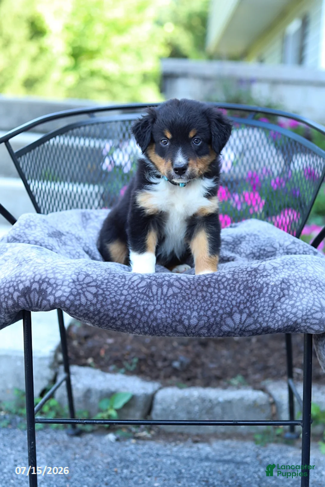 Australian Shepherd dogs for sale: Ranger - Ad 1