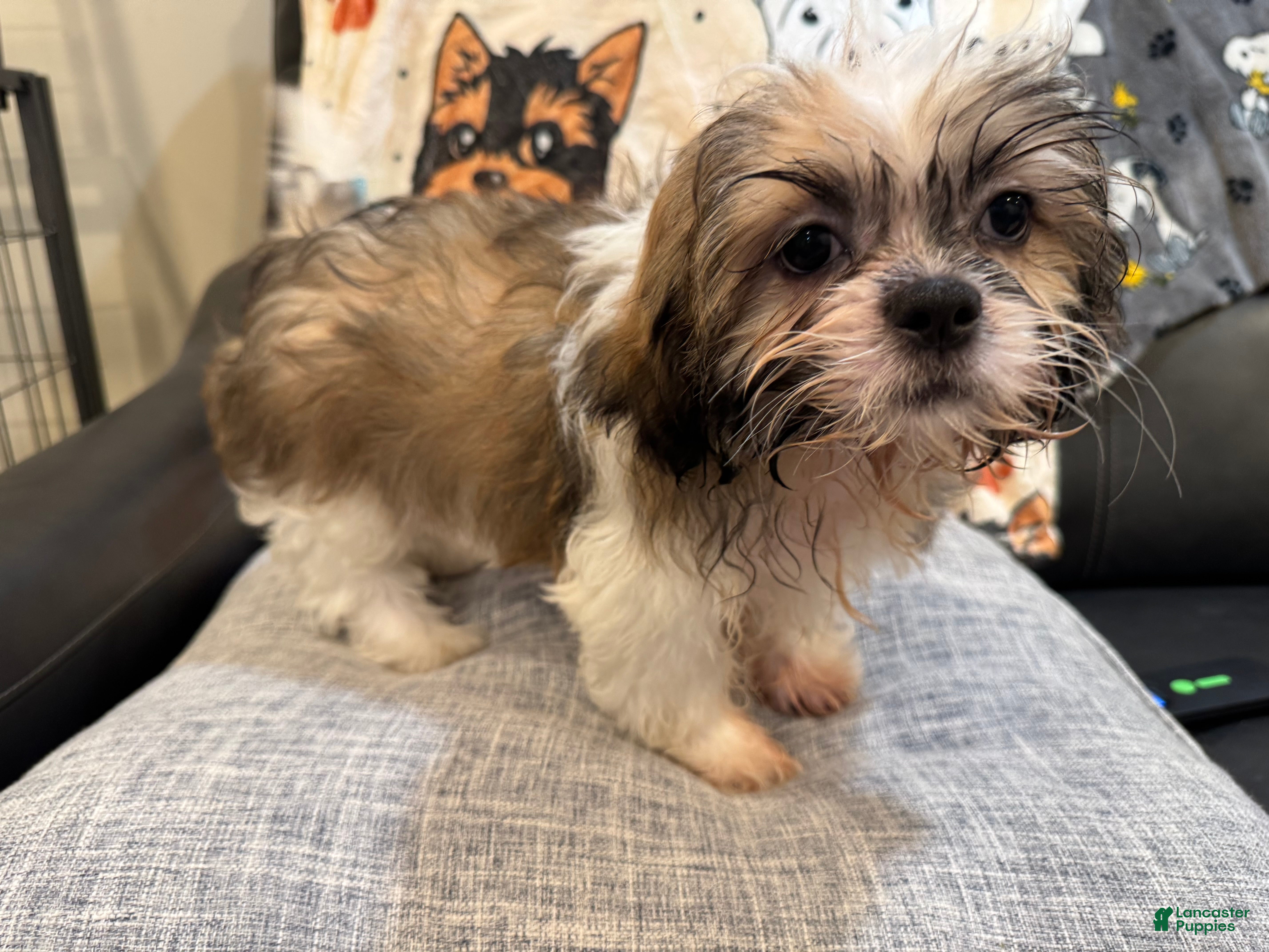 Shih Tzu dogs Zink  - Ad 15