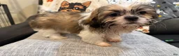 Shih Tzu dogs for sale: Zink  - Ad 1