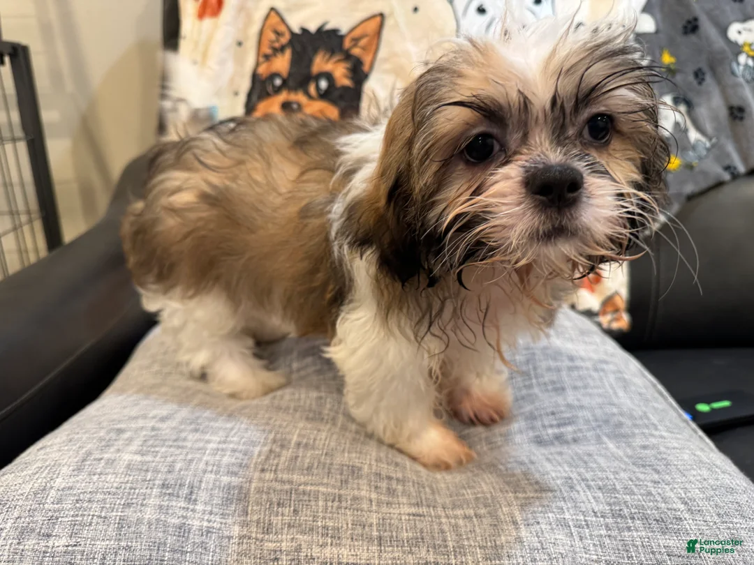 Shih Tzu dogs for sale: Zink  - Ad 1
