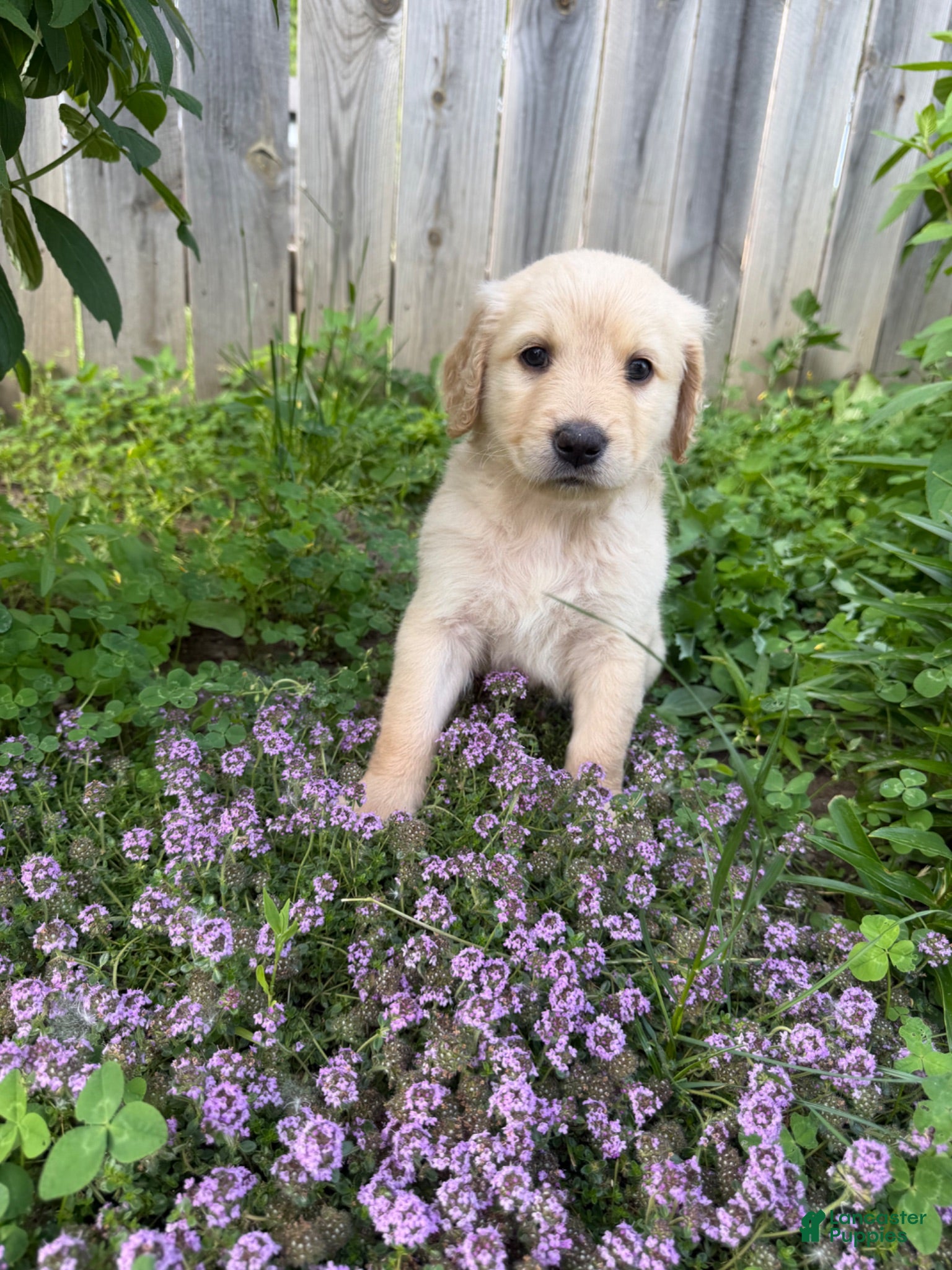 Goldendoodle dogs Goldendoodle 2 - Ad 18
