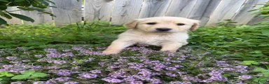 Goldendoodle 2