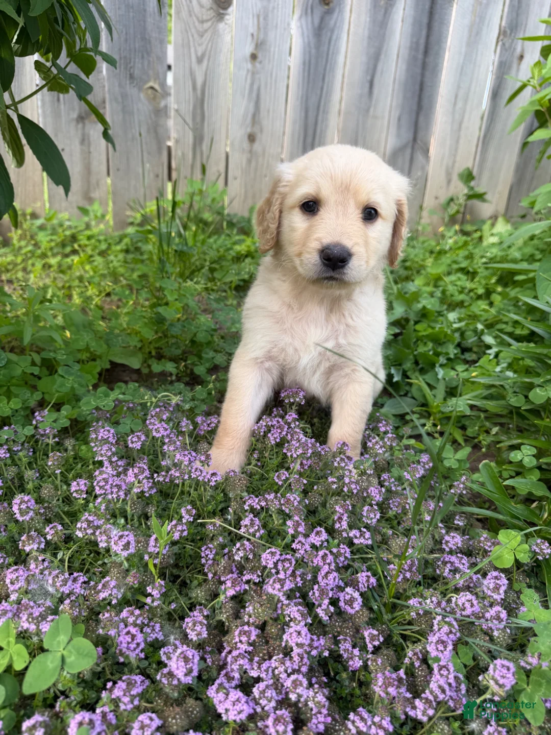 Goldendoodle dogs for sale: Goldendoodle 2 - Ad 1