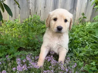 Goldendoodle dogs Goldendoodle 2 - Ad 17