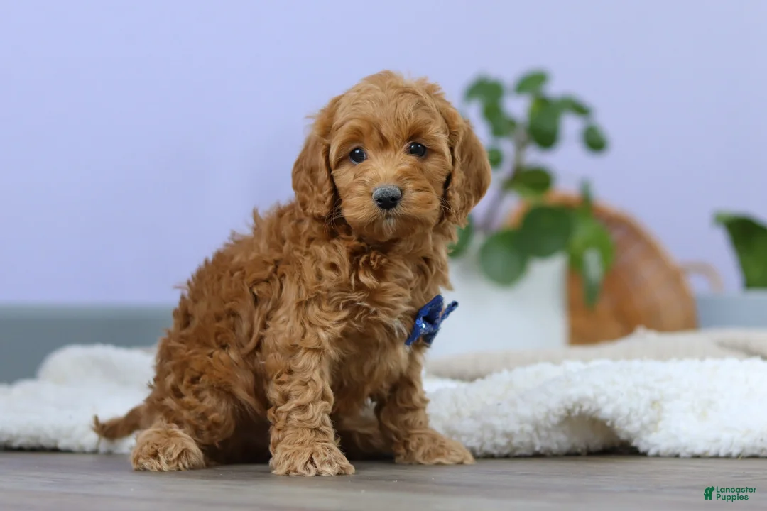 Cockapoo dogs for sale: Luca - Ad 1