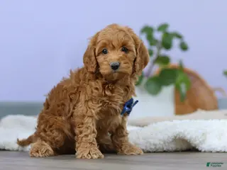 Cockapoo dogs Luca - Ad 17