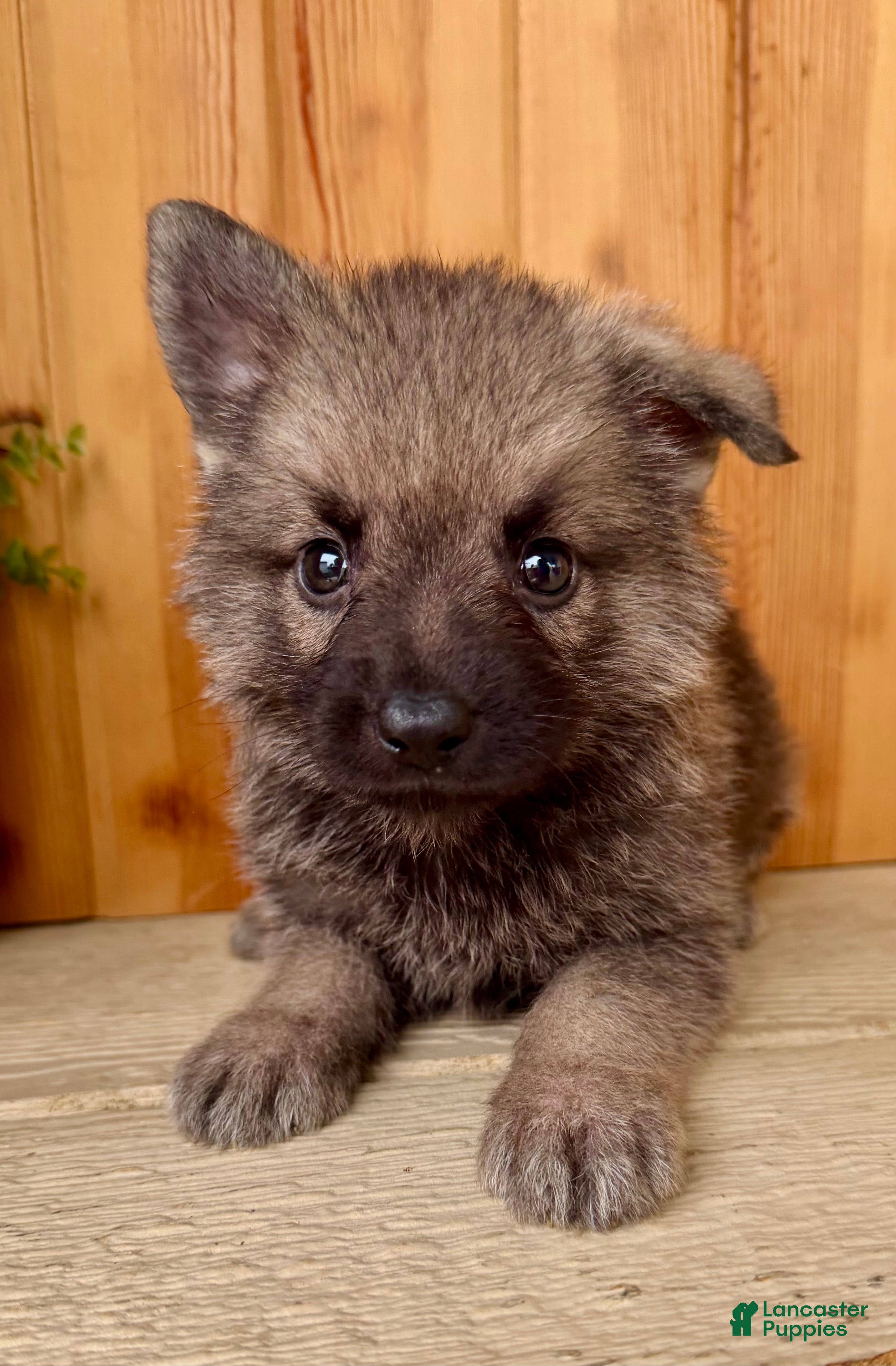 Mixed Breed dogs Mini Fifi  - Ad 1