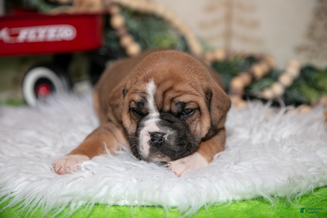 Mixed Breed dogs for sale: Ben - Ad 2