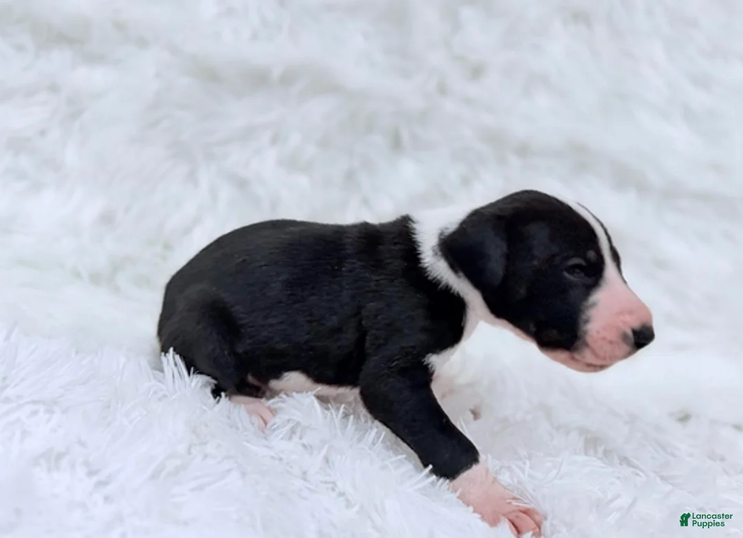 Great Dane dogs for sale: Ronald Weasley - Ad 3