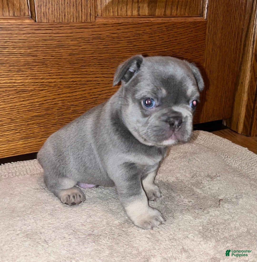 French Bulldog dogs for sale: French Bulldog Puppy 1 - Ad 3