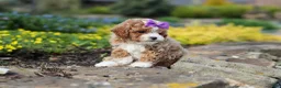 Cavapoo dogs for sale: Bella Rae - Ad 15