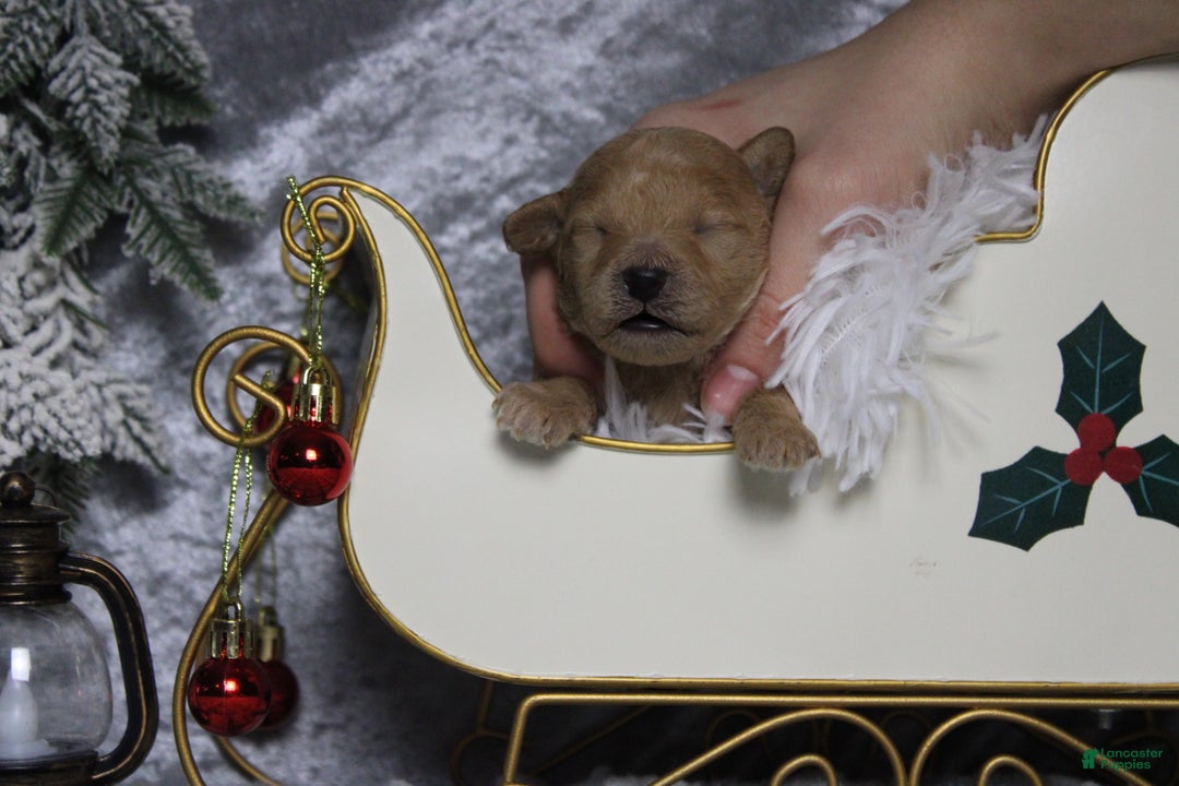 Toy Poodle dogs for sale: Garnet  - Ad 1