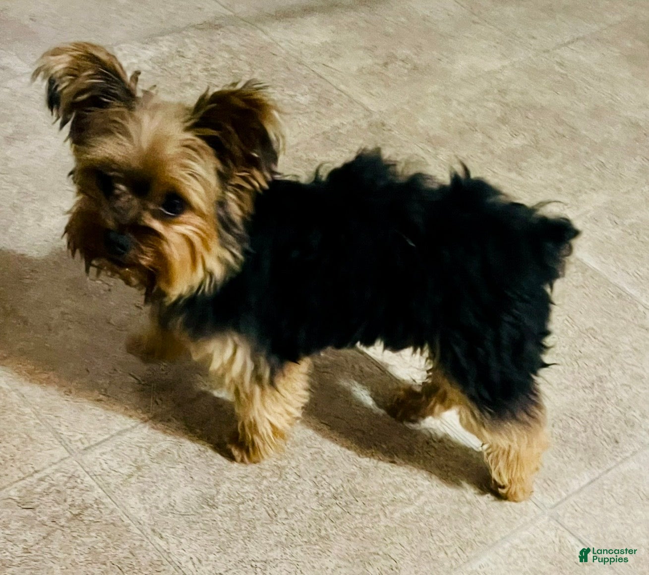 Teddy