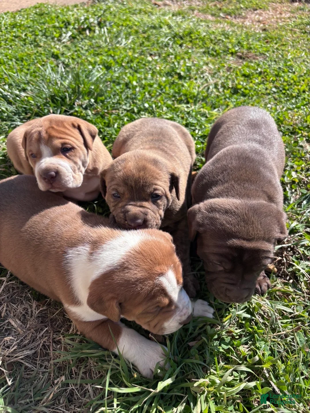 Mixed Breed dogs for sale: Mixed Breed Puppy 1 - Ad 7