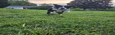 Aussiedoodle Puppy 2